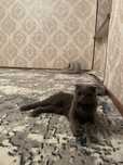 Mushuk scottish fold pasporti bor skottish fold