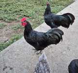 Vând cocoș rasa Australorp