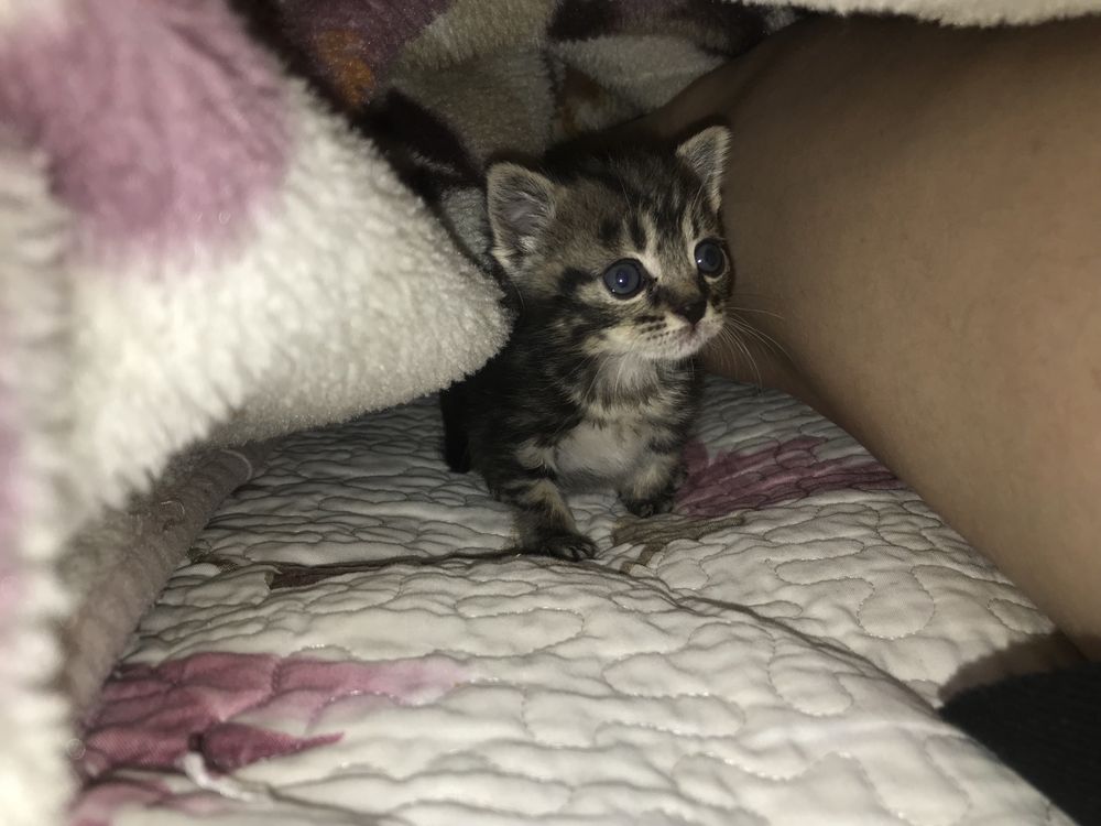 Отдам котят в добрые руки бесплатно