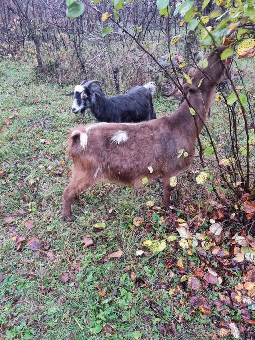 Vând Capre bune.