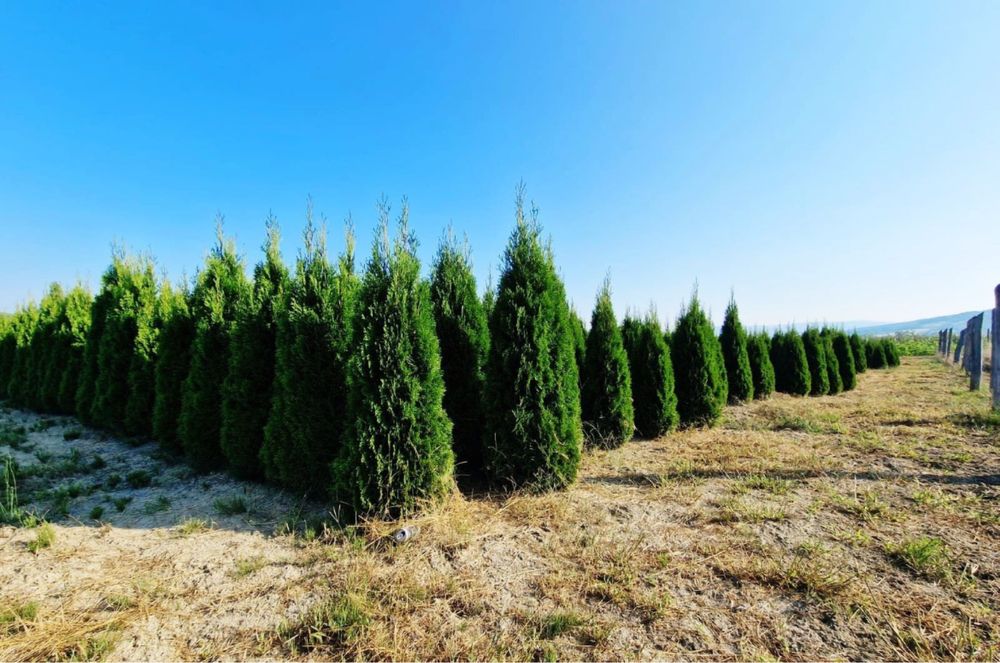 Vand mesteacan alb copaci ornamentali plante oriunde in tara