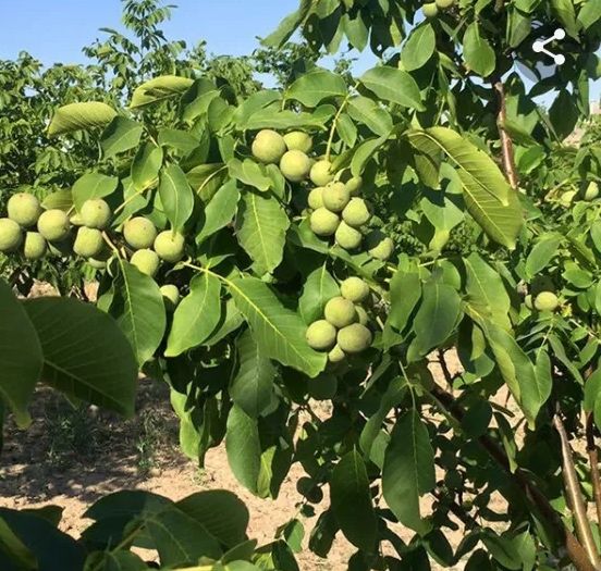 Nuci comuni si altoiti!