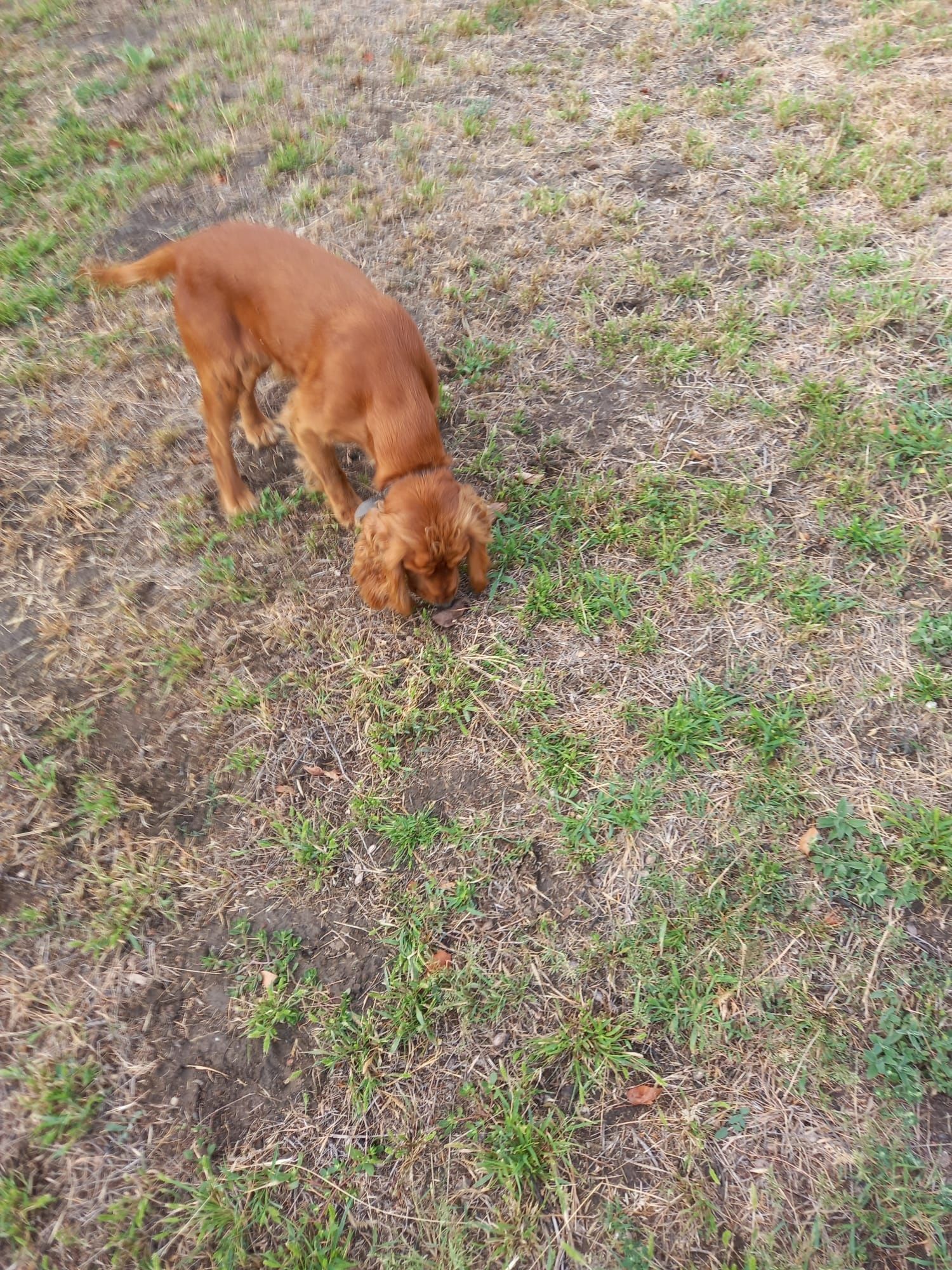 Vand cocker spaniel mascul