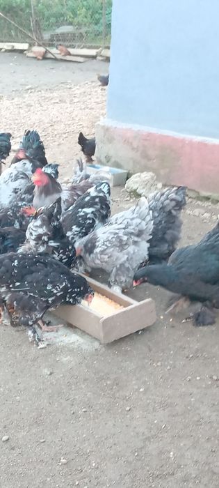De vânzare găini cocoși de rasă diferite culori