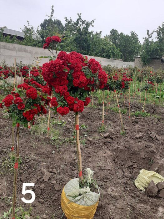 Штамп роза  shtampoviy atirgul