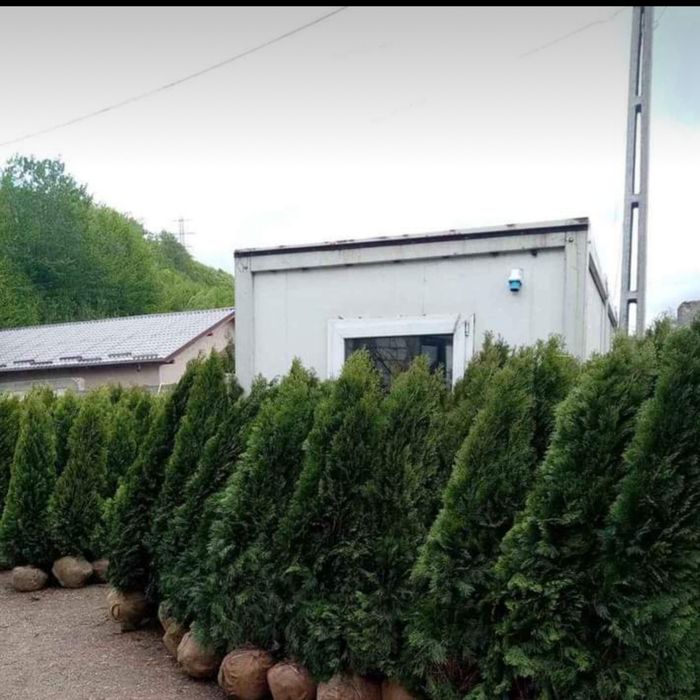 Gazon rulou rustic plasa anti cartita