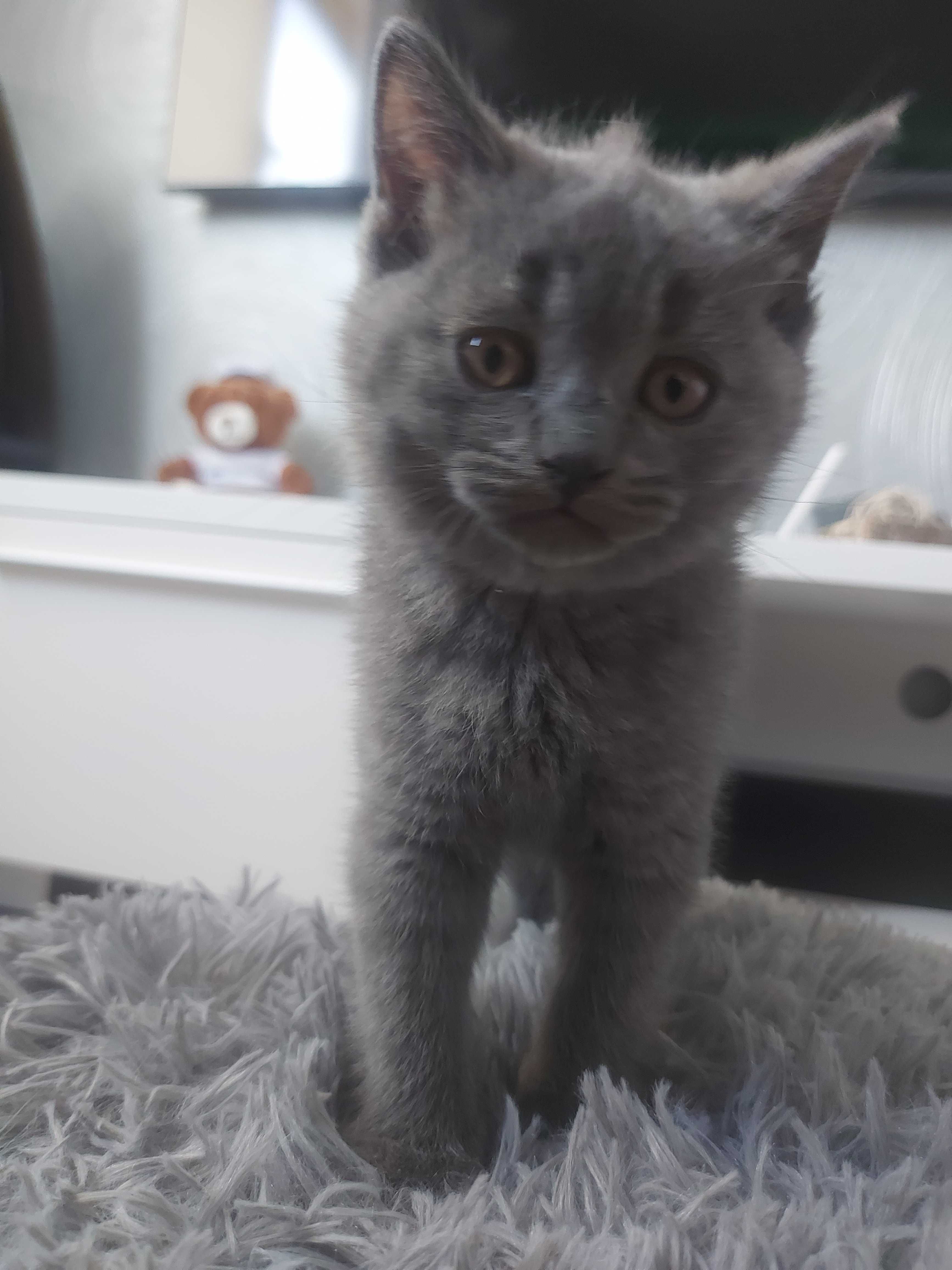 Британски котенца