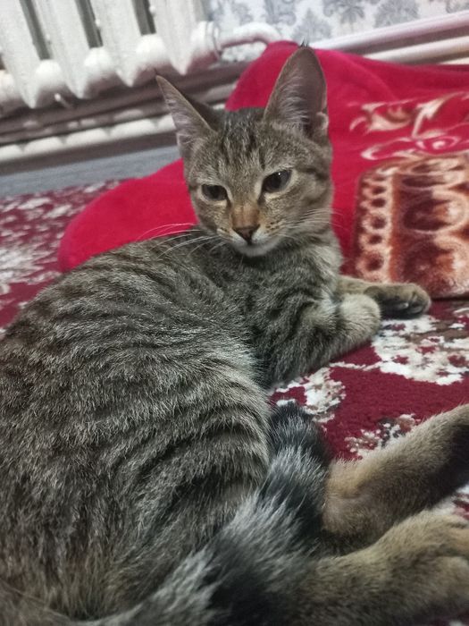 Отдадим котят в хорошие руки
