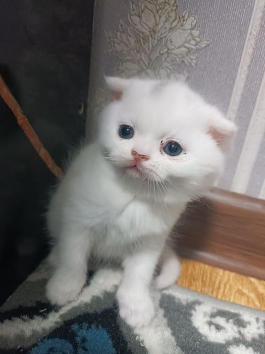 Продается котята скотш фолд и страйт