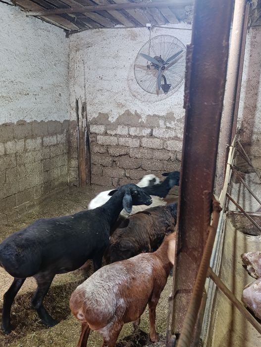 Qoylar 3400 milondan boshlanadi