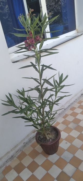 Tuvak gul katta soglom