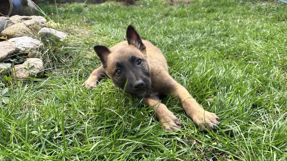 Белгийски овчарки (Малиноа] с поставена втора ваксина!