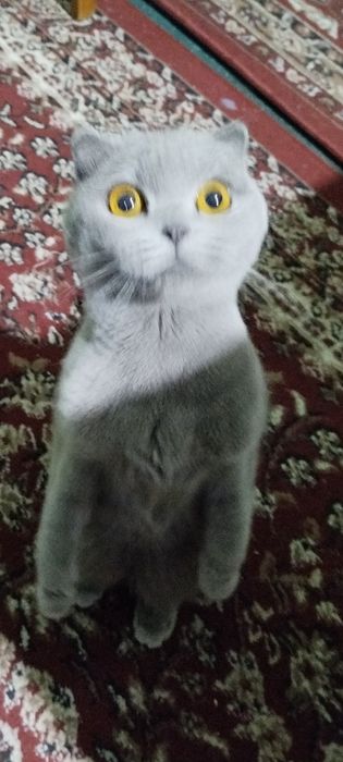 Продаётся,,Кошка,,, Британский Пепельный Чистокровный Каротка ушный Са