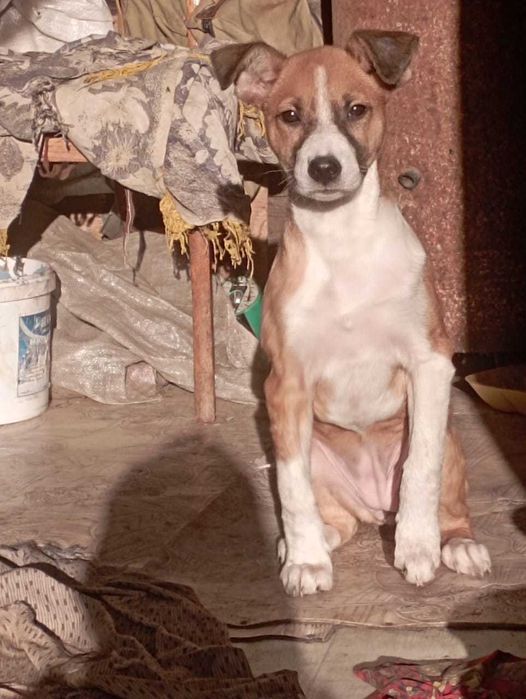 Щенок в добрые и ответственные руки