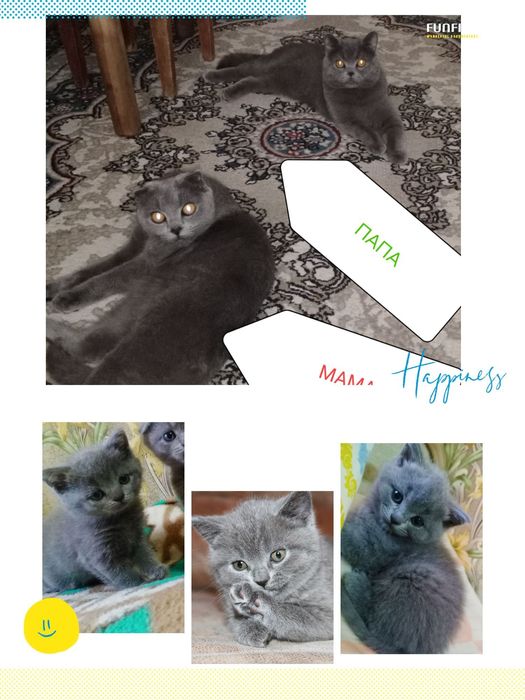 Срочно продаются котята чистокровные