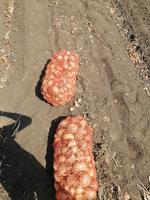 Ceapa hibrid de vânzare