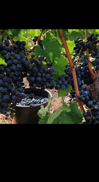 Producător de vita de vie