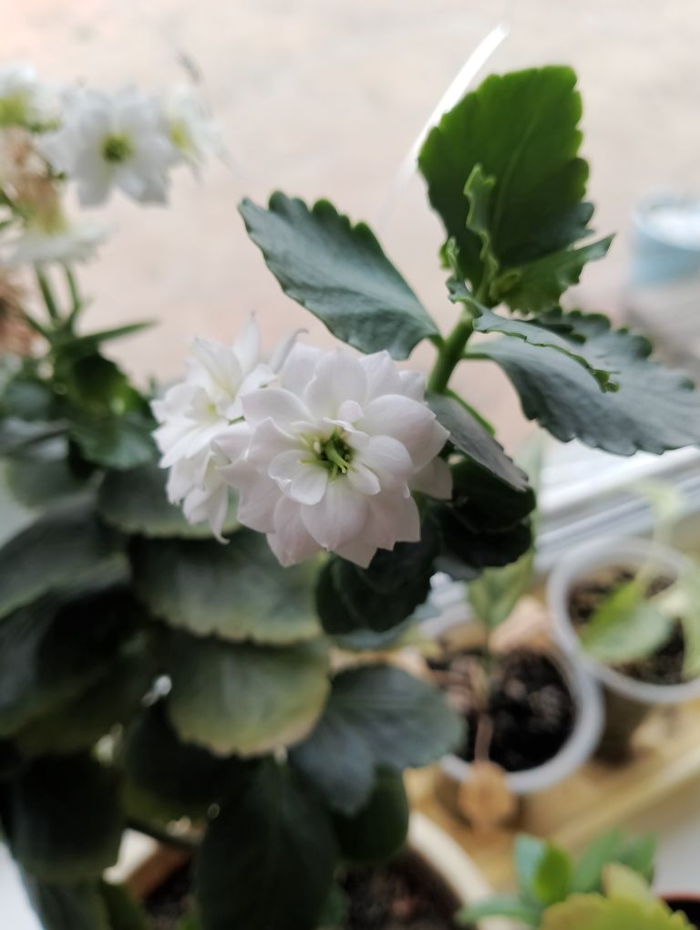Каланхоэ с белыми цветочками