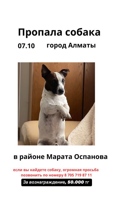Потерялась собака
