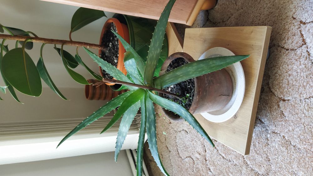 Vand plante de apartament