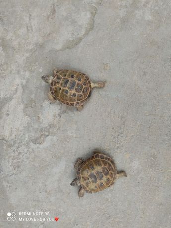 Черепаха домашные