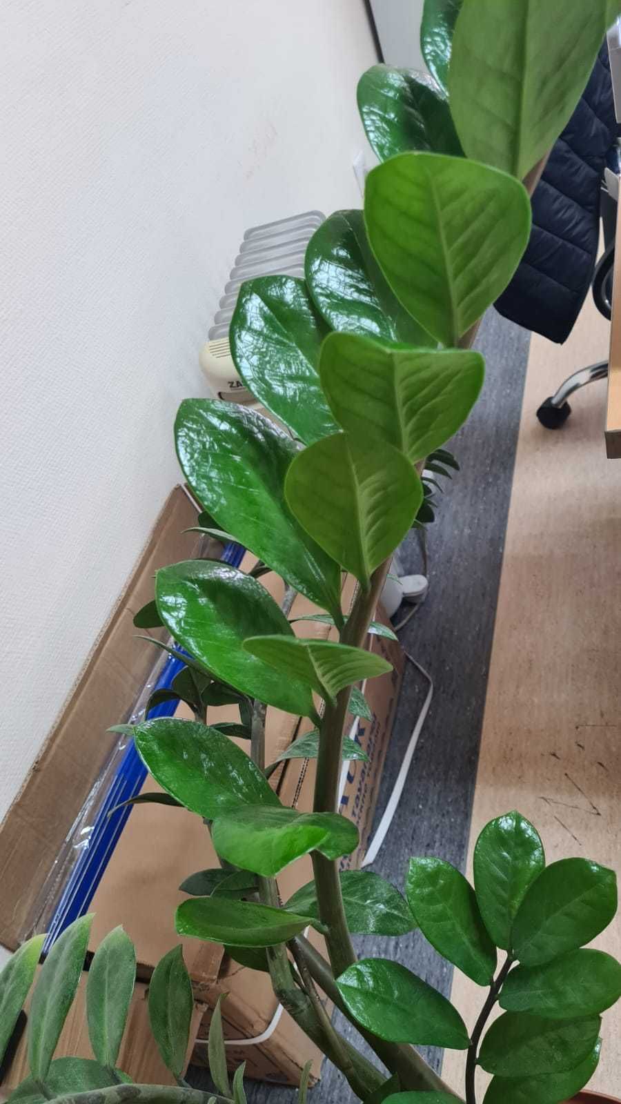 Продаем  замиокулькас на удачу!)
