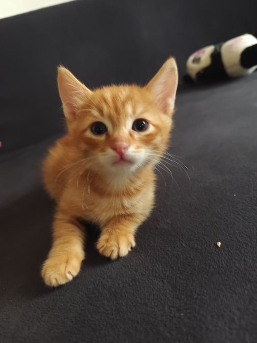 Отдам рыжее чудо! Мальчик 1,5 месяца