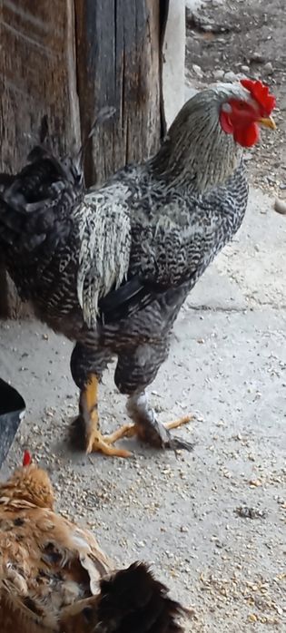 Cocoș Brahma,are 6 luni.