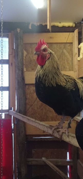 Продават се млади петлета