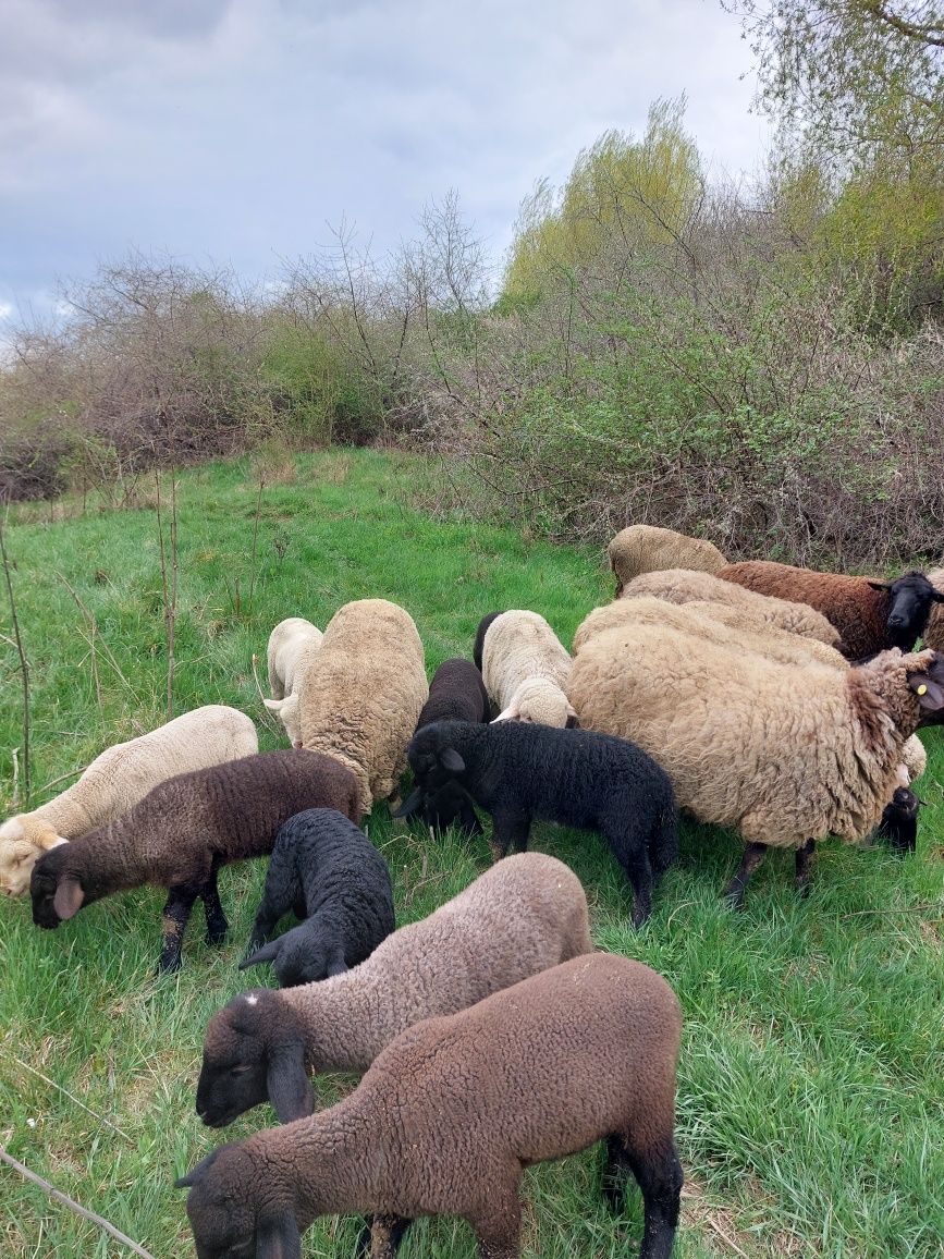 Vând 5 sau 8 oi tinere , 3 merinos și 5 metis carabas cu sufolk