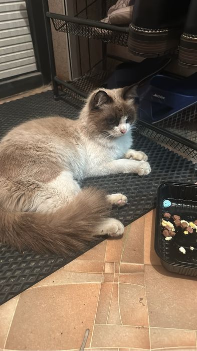 Кот ищет дом и любящих хозяев