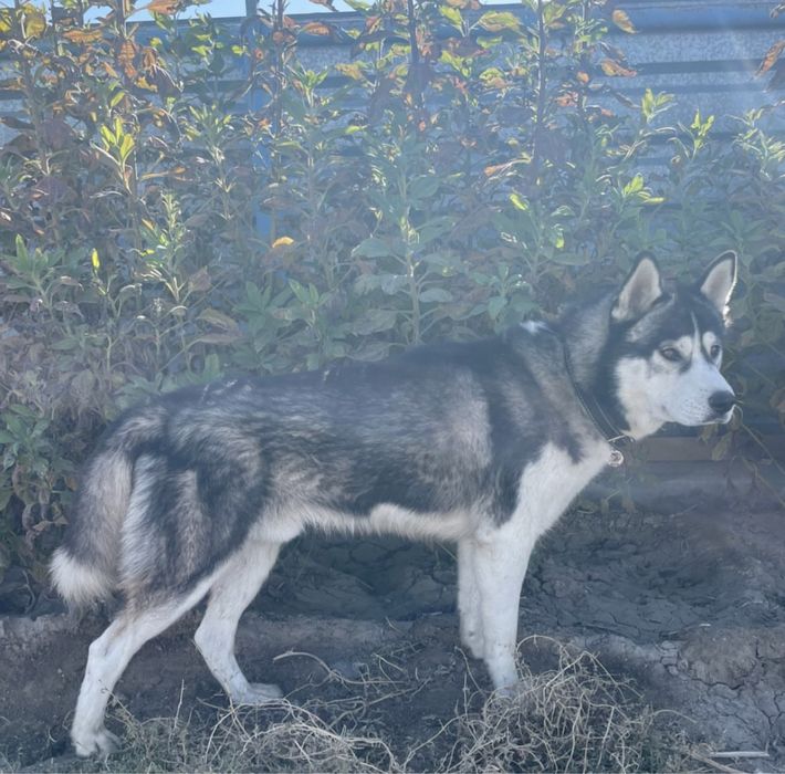 Пропала собака