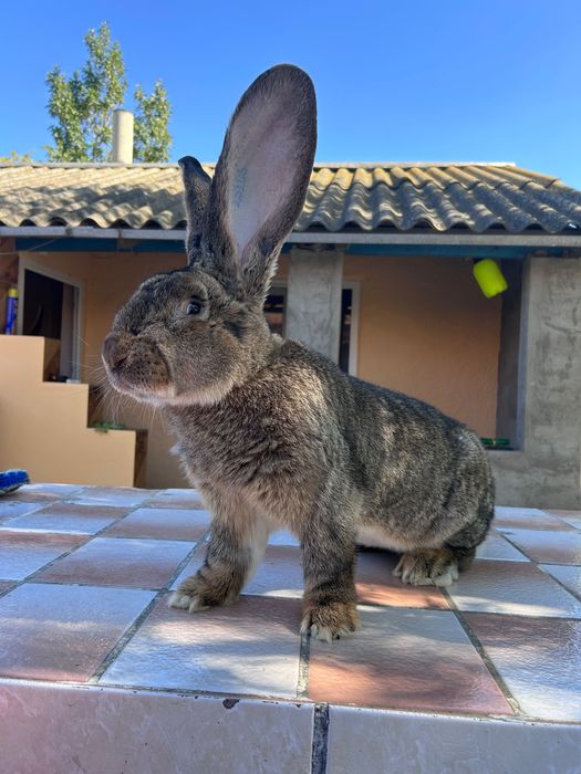 Mascul de 9 luni si femela de 11 luni cu tatuaj!