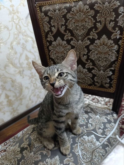 Котик в хорошие руки