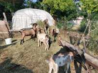 Capre cu ieduțe de 5 luni + țap alpin francez de 1 an si 5 luni