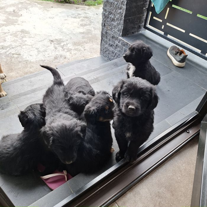 Cățeluși din mama Golden Retriever