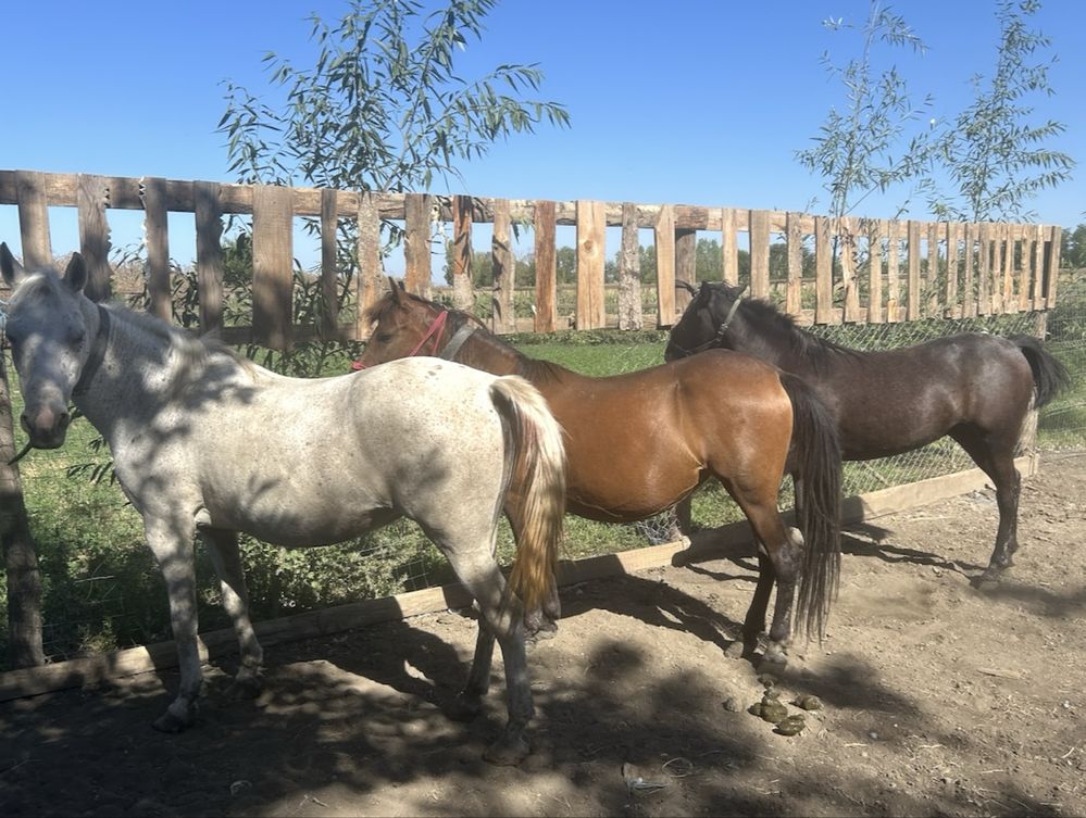 Vând două iepe si o mânză de un an si trei luni se vând toții grămadă