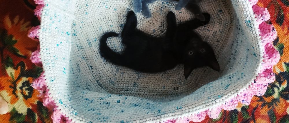 Мысык баласын тегин беремин. Шиели