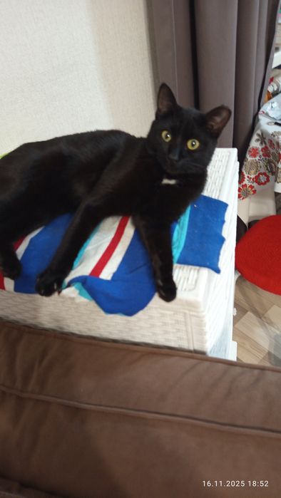 Кошечка Чернышка