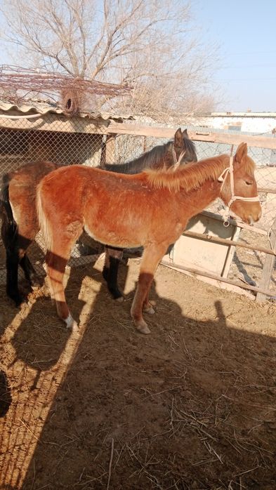 2,бас ұргашы жабағы