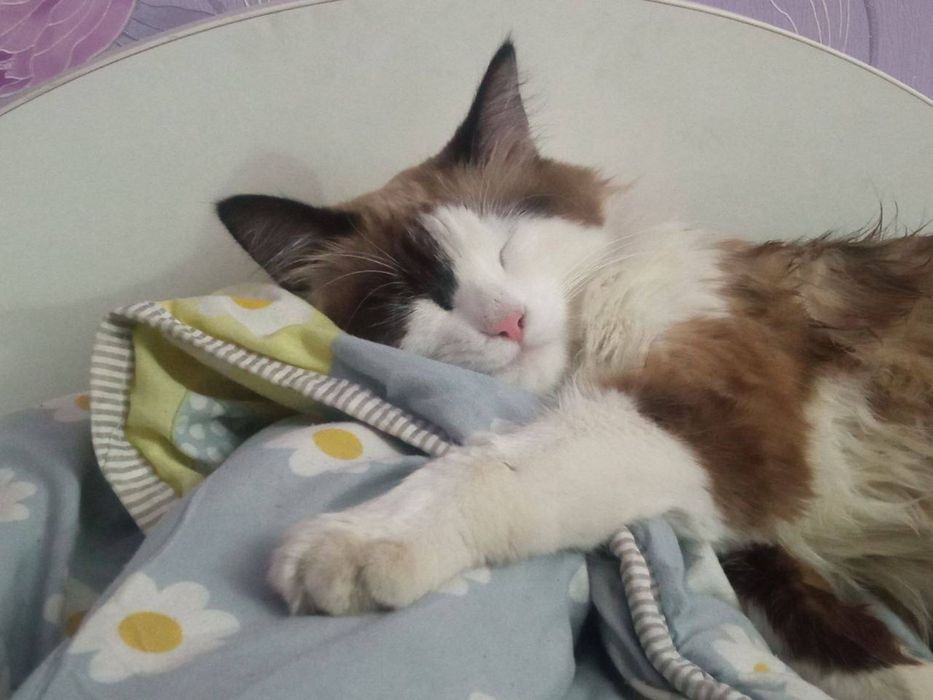 Отдадим кота в добрые руки