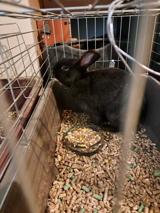 Подарявам женско и мъжко мини зайчета