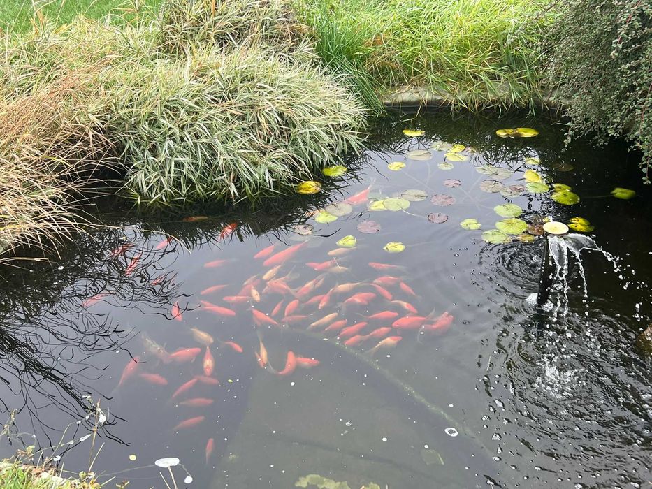 Vand crapi Koi pentru iaz