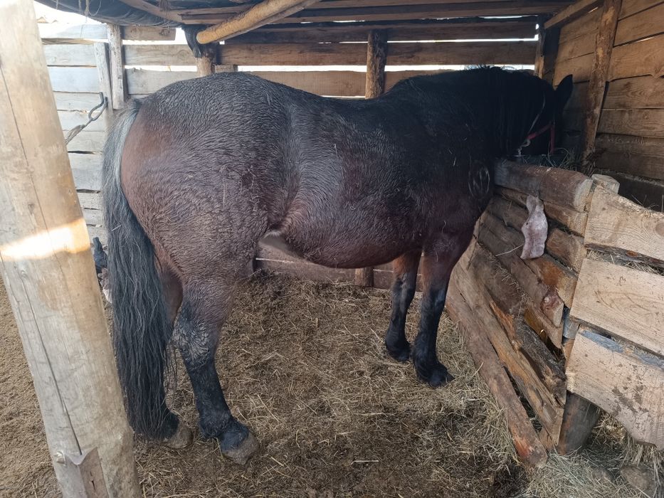 Продам кобылку 6 лет