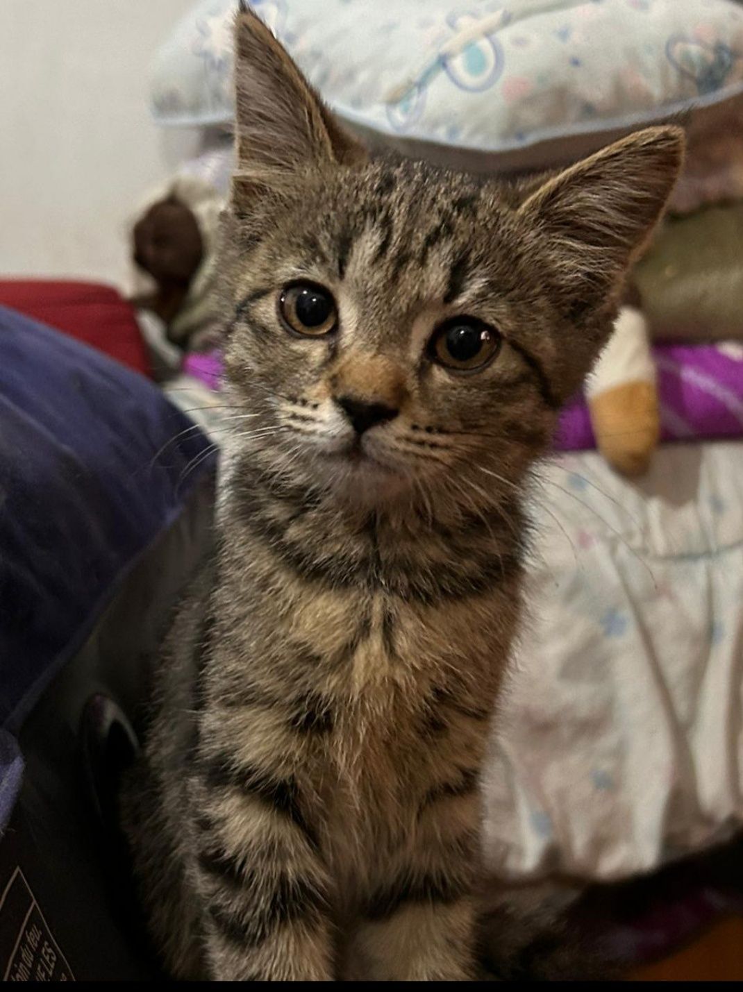 Котенок в добрые руки