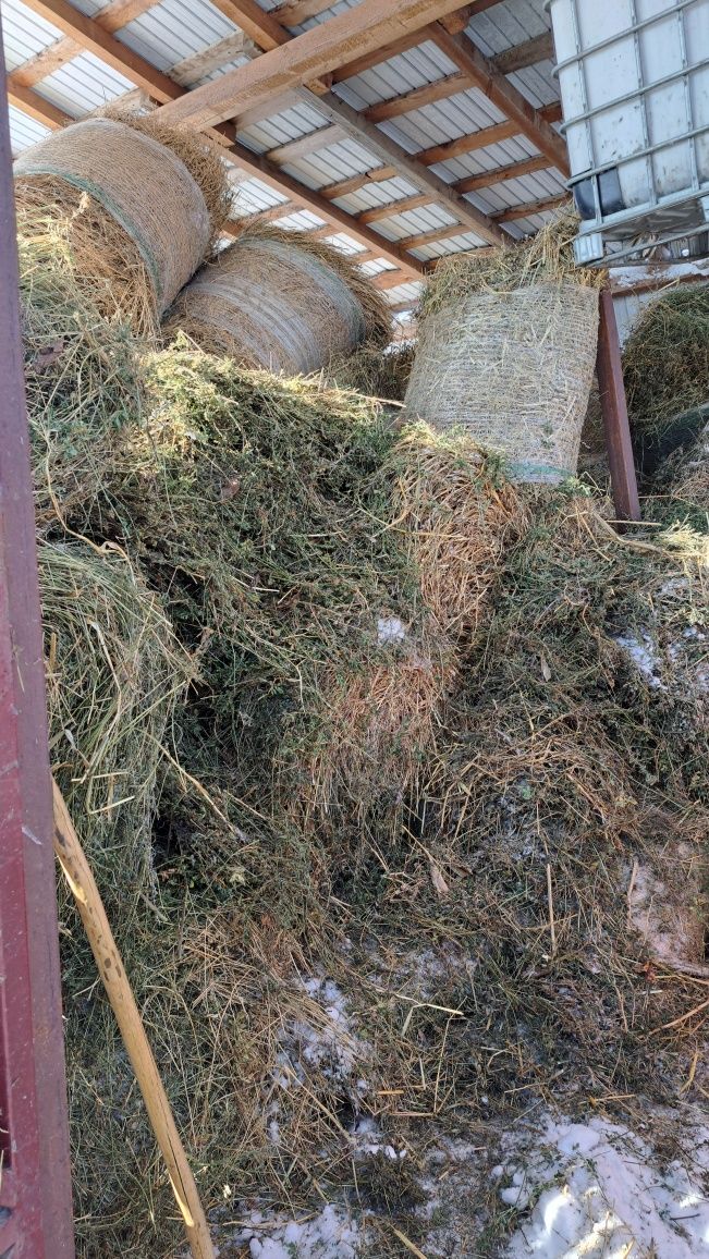 Lucernă neplouata