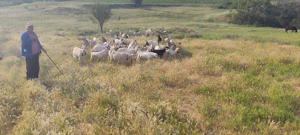 Продавам ярета за месо и разплод