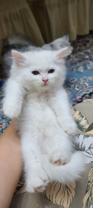 Продажа! Котята скотиш фолд