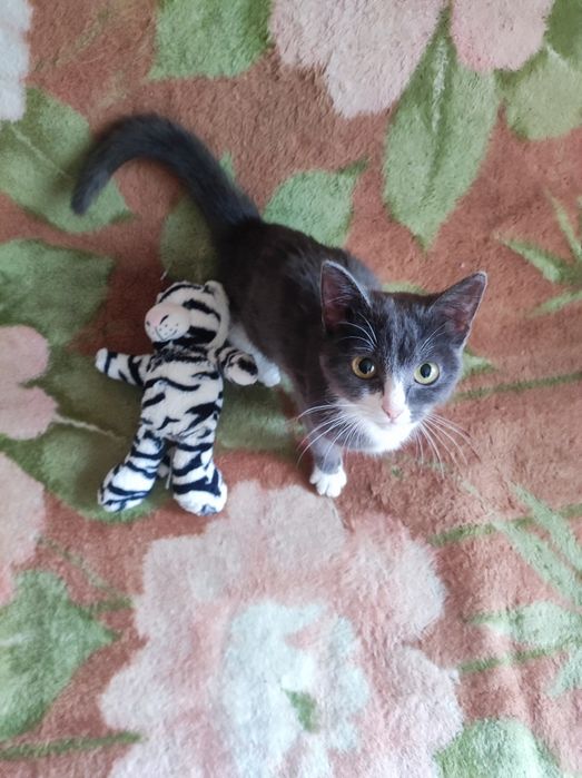 Котёнок 5месяцев