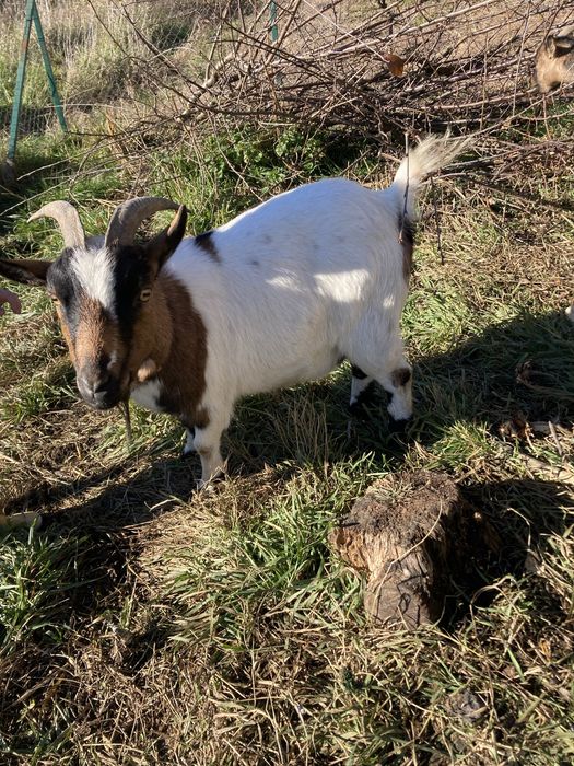 Caprita  pitica de companie